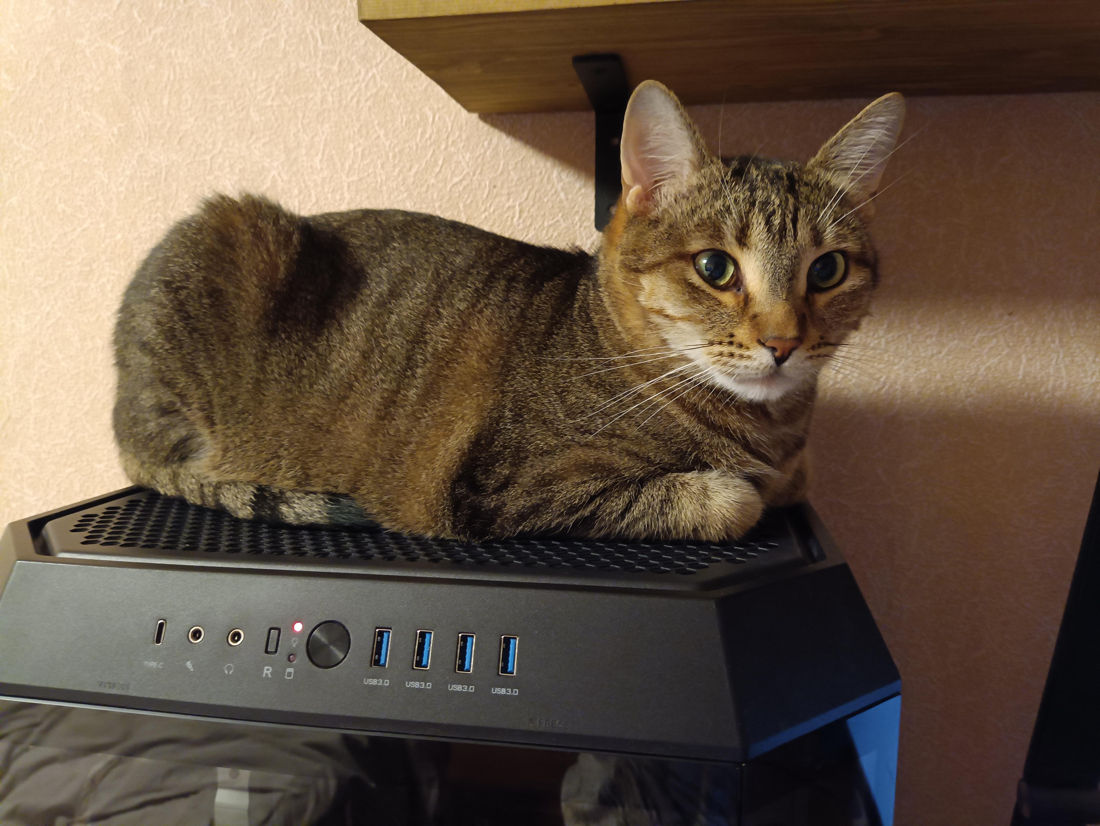 Его величество греется